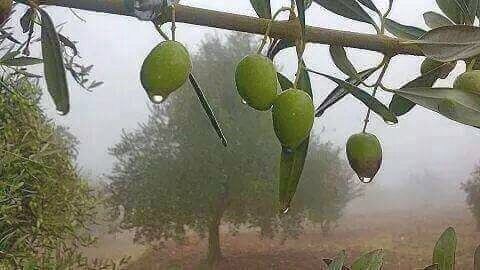  peacefully  lebanon  firstrain  lovethisweather  olivegreen  olivegarden ...