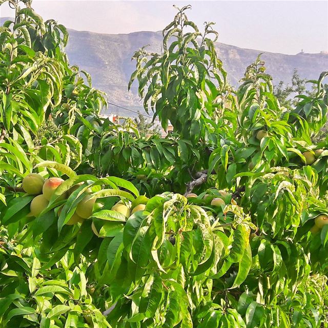 Peaches are almost ready to harvest 🍑🍑🍑  Peaches  HarvestSeason  Fruits... (Es Sfîre, Liban-Nord, Lebanon)