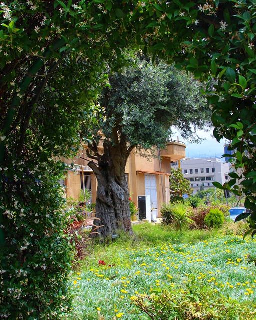 Peek-a-Boo  goodafternoon 💚 ........... Lebanon  beirut ... (Achrafieh, Lebanon)