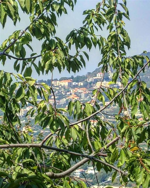 Peekaboo 🌳🏡 ... Lebanon  lebanonhouses  beiteddine  deirelkamar ...