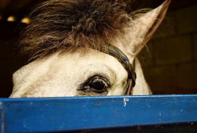  peekaboo 👀 weekend  herewecome 🎉 poney  eye  eyecontact  blue  white ...