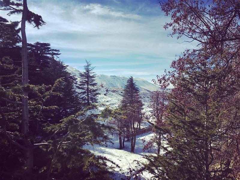 peeksthe cedars on a sunny winter day❄️ winter  winterlove  sunnydays ... (Cedars of God)