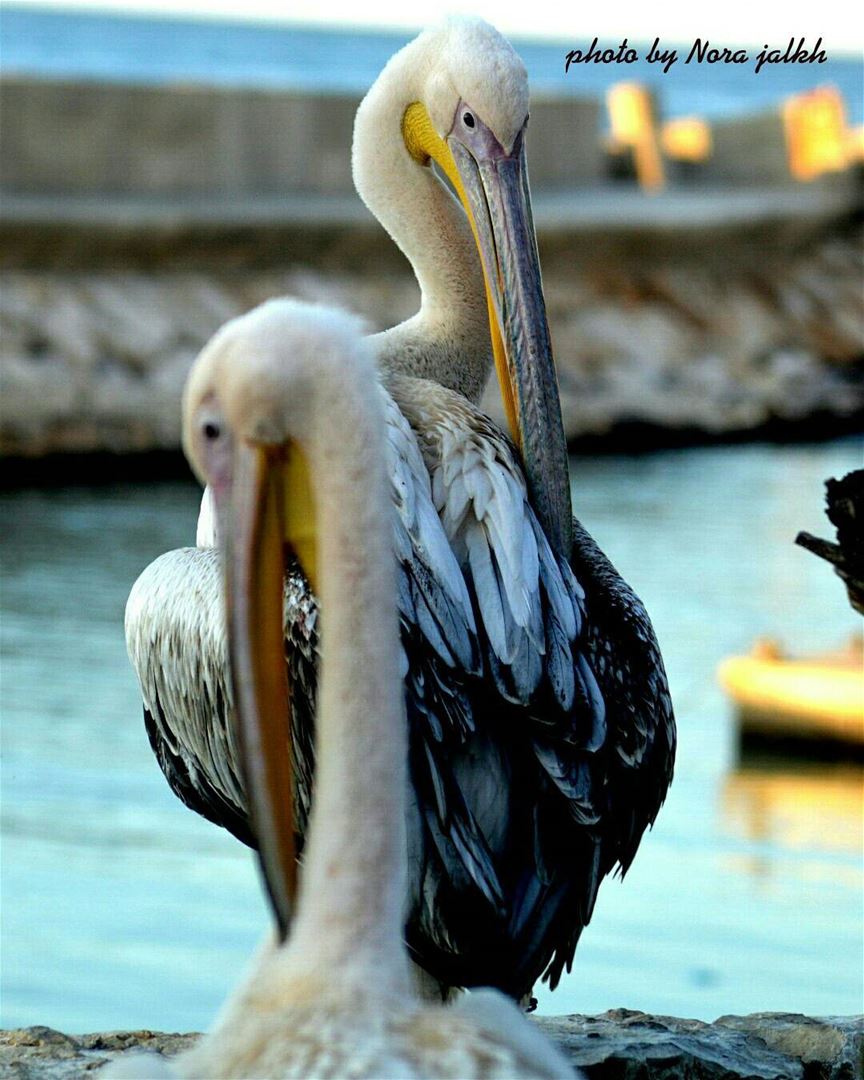  pelican  birds  sea  birdlovers  lebanoninpicture  Livelovelebanon...