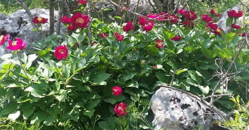  Peonies all along your way. Jabalmoussa  unesco  biospherereserve  hike...