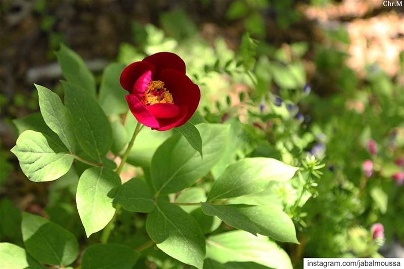 Peonies started blooming in  JabalMoussa ! unesco  unescomab ... (Jabal Moussa Biosphere Reserve)