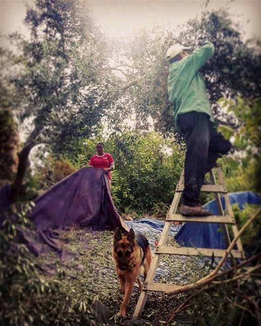 -people at work- olivegarden  olives  oliveoil  gardening  tree_captures ...