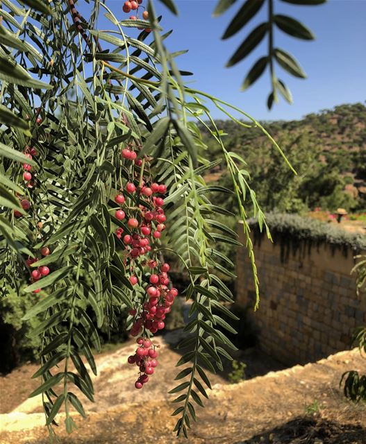  peppercorn  trees  bluejayvalley  whatsuplebanon  eyesoflebanon  resorts ... (Blue Jay Valley)