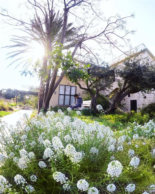 Perfect morning recipe: coffee, a book, trees, flowers and a pino 💌... (Hamat)