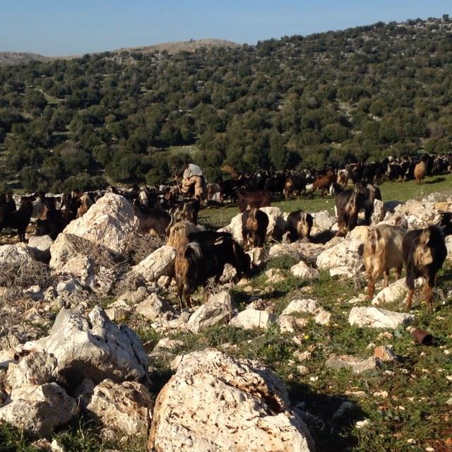 Perfect weather!! Cattle Shepard simplyaroun