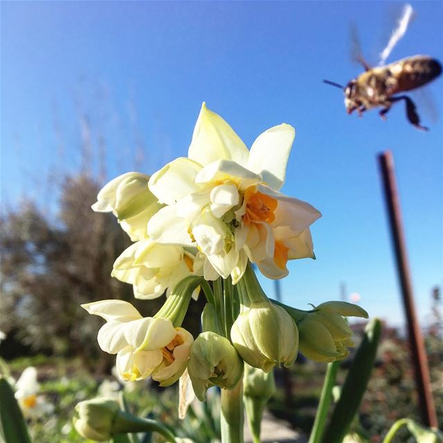 Perfectly timed 👌 Good morning sunshine 🐝  iphone6s  perfectshots ... (Al-Malikiyya)