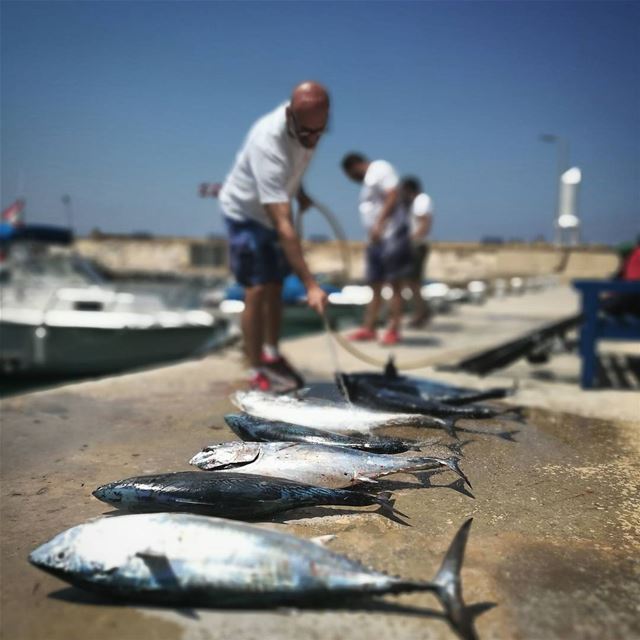 Pescados -  ichalhoub in  Batroun north  Lebanon /  tuna  ig_worldclub ...