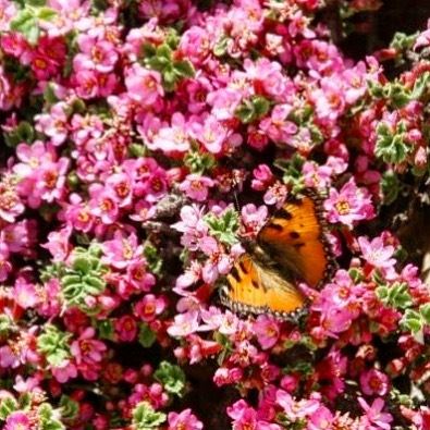Petite Prune ... Grand Papillon 🦋 Summiting Sannine - 2548m - Sunday 16...