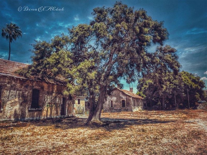 Peut-être que la nature est la seule vivante à raconter les histoires de... (Tripoli, Lebanon)