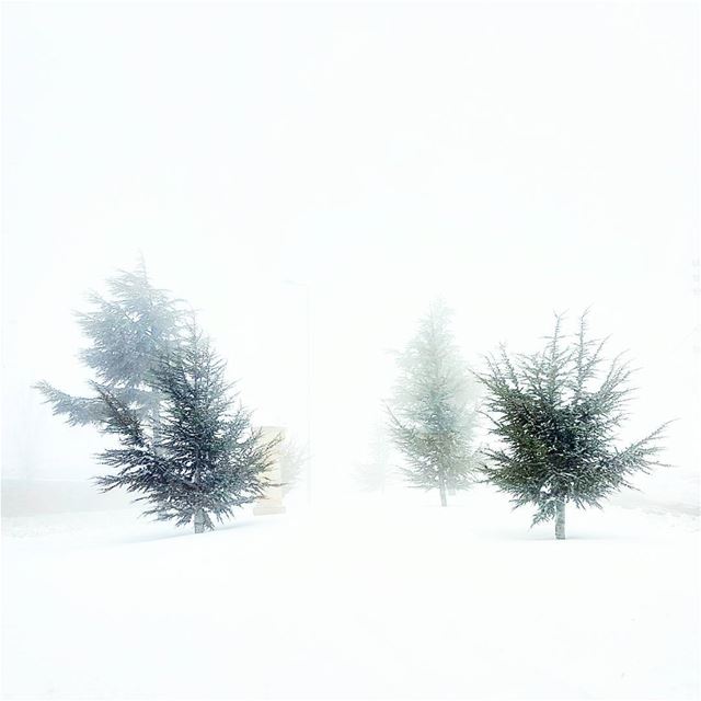 Phantoms  flurry  frozen  lebanese  winter  landscape  lebanon ... (Kfardebian)