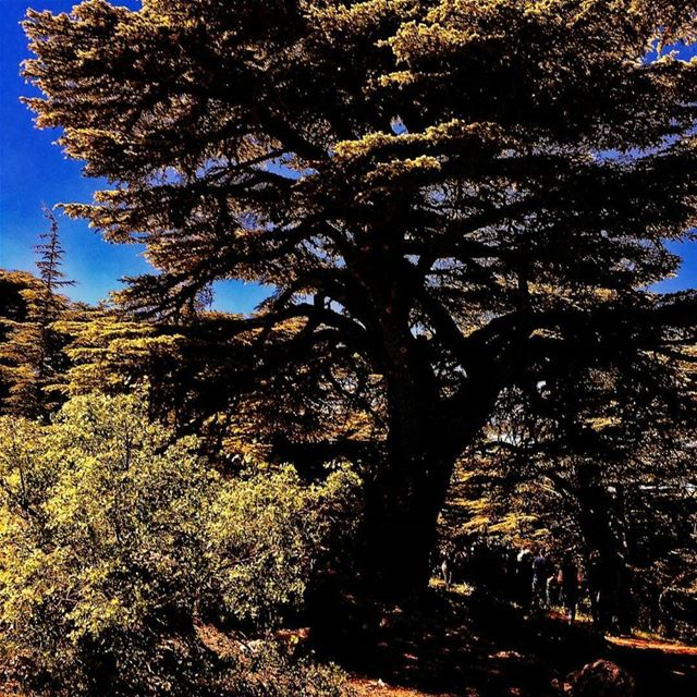 Photo by @kaisrami thanks for sharing 🙂 cedars  arez  mountlebanon ...