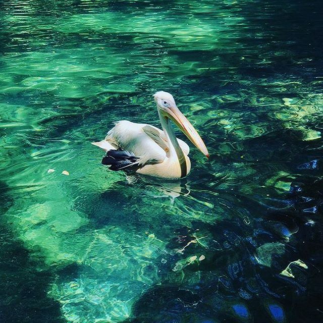 Photo by @ramonchik26 Good morning from our little pelican ! Have a great... (شلالات الزرقاء -بعقلين)