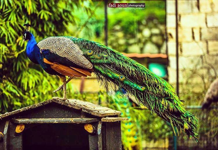  photo  fadiaounphotography  animals  lebanon  photoshooting  photoinsta ...