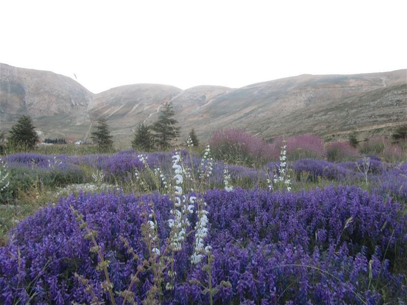 Photo taken at dawn lebanon  nature  landscape  forest  trekking ...