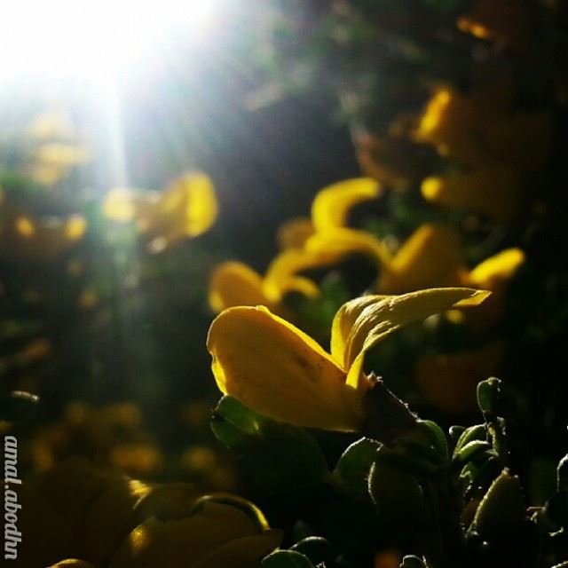 😀😋😀 photobyme  perfectshot  yellow  flowers  flowershot  yellowflowers...