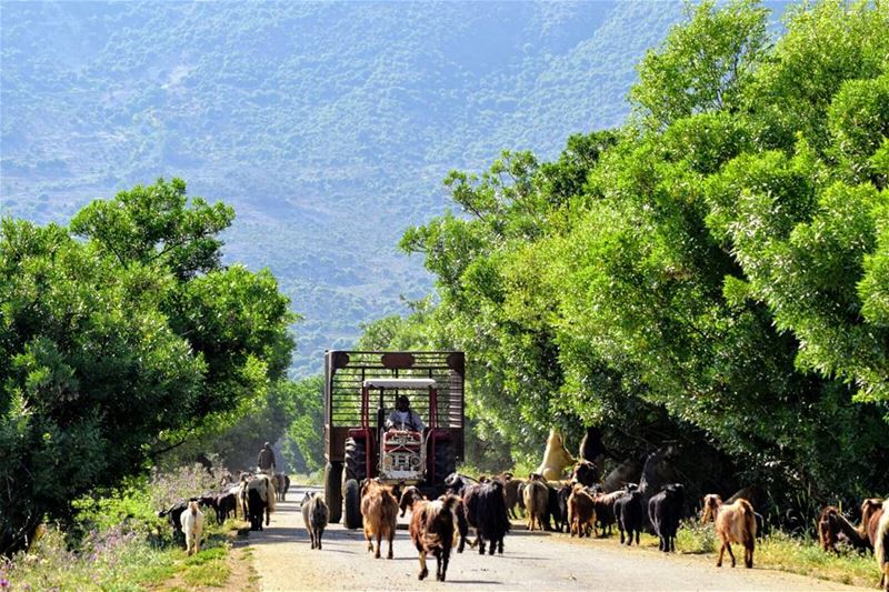  photoftheday  photoshooting  picture  picoftheday  travel  travellebanon ... (`Ammiq, Béqaa, Lebanon)