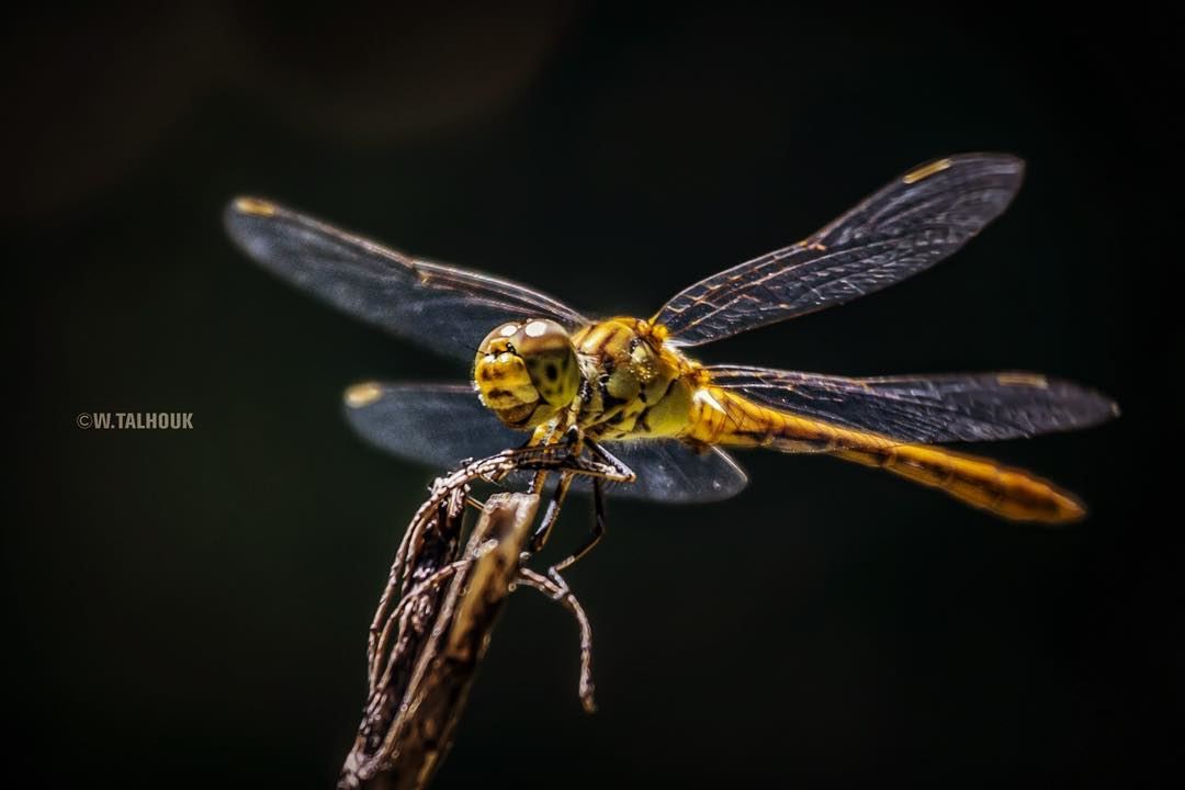 Photogenic dragonfly..  dragonfly  insects  flying  nature  mothernature ... (Ain Zhalta - Bmohray Cedars)