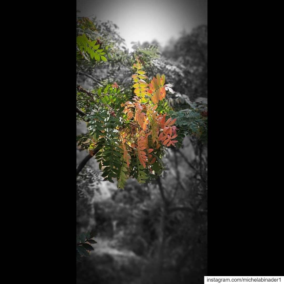  photographer  phonephotograpy  naturephotography  lebanon  autumnvibes ... (Jezzîne, Al Janub, Lebanon)