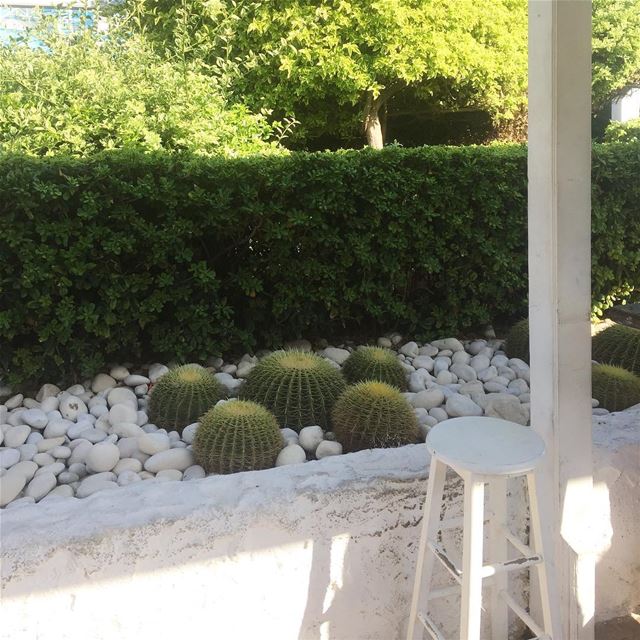 photography  ig_lebanon  ig_capture  instalike  cactus  summer ... (C FLOW Beach Resort)
