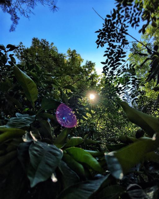 'photography is a love affair with life...'''' photography ... (Chouène, Mont-Liban, Lebanon)