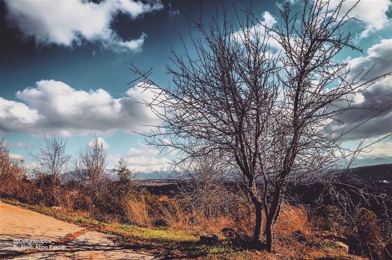  photography  landscape  tree  fall  autumn  colors  instadaily ... (Deïr El Qamar, Mont-Liban, Lebanon)