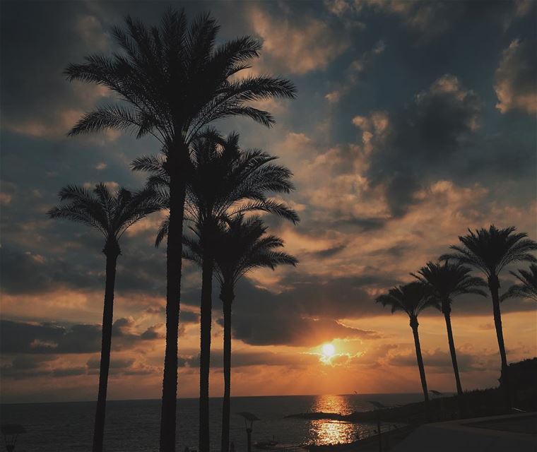  photography  landscapephotography  nature  palmtrees  sunset ...