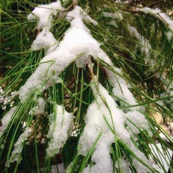  photography  nature  naturephotography  trees  pinetrees  snow  firstsnow...