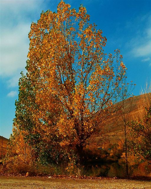  photography  nature_perfection  season  autumn  yellow  orange ...