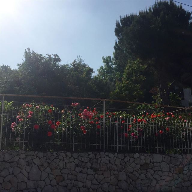  photography  photograph  ig_photooftheday  ig_lebanon  spring  flowers ...