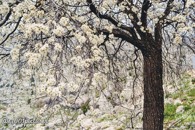  photos  photography  lebanon  beirut  nikon  nature  trees  flowers ... (Somewhereinlebanon)