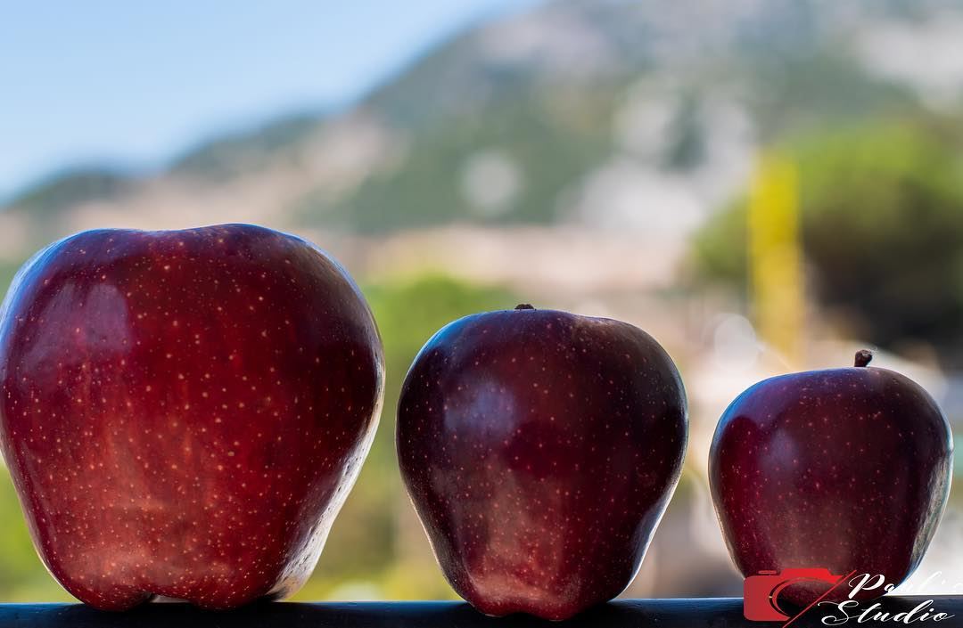 Pick the one you eat  apple  applepicking  fruits  food  foodporn ... (Qartaba)