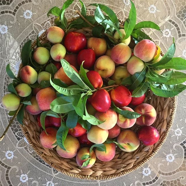 Picking the  peaches straight from the tree, I could actually smell the...