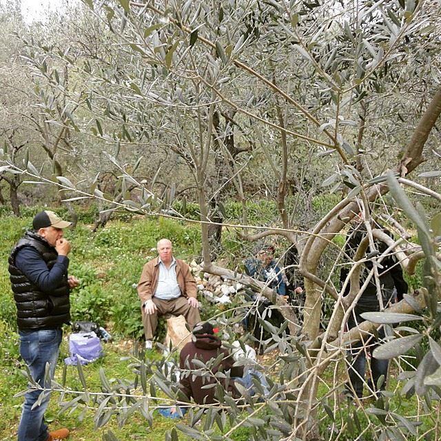 picnicing family natureolivetrees mountain springmoments