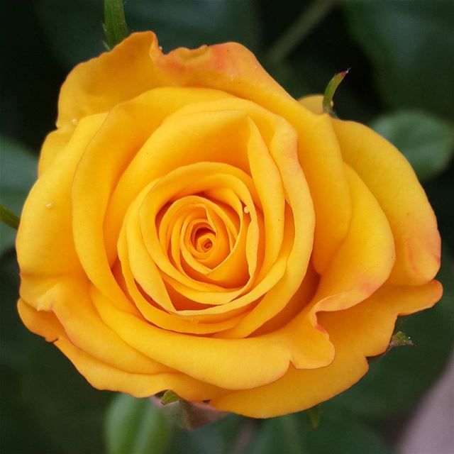  picoftheday lebanon beirut mountain flower yellow closeup nature...