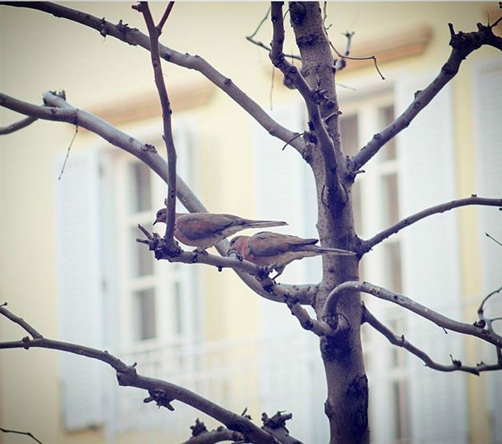  picoftheday lebanon beirut mybeirut birds tree free window photography...