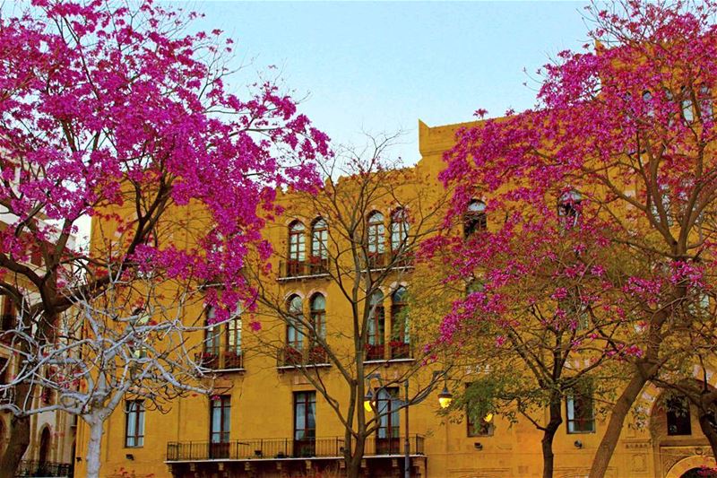  picoftheday lebanon beirut mybeirut downtown purple trees nature...