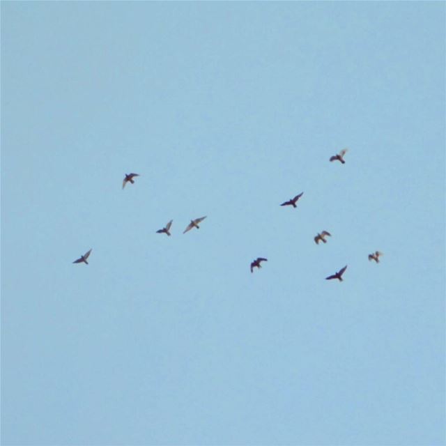  picoftheday lebanon blue skyhigh free birds dreambig nature naturelover...