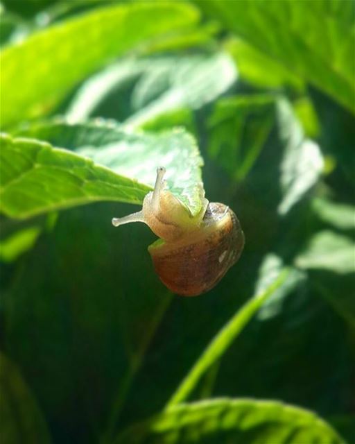  picoftheday lebanon mountain beirut picture shot caption snail small...