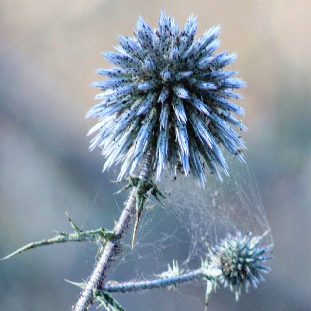  picoftheday wednesday colors world lebanon nature naturephotography...