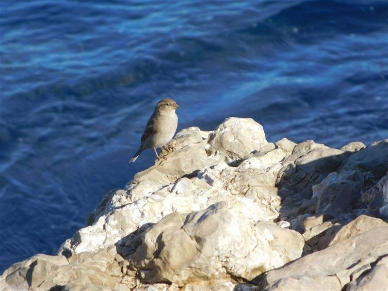  picoftheday world lebanon beirut bird sea blue water free photography...