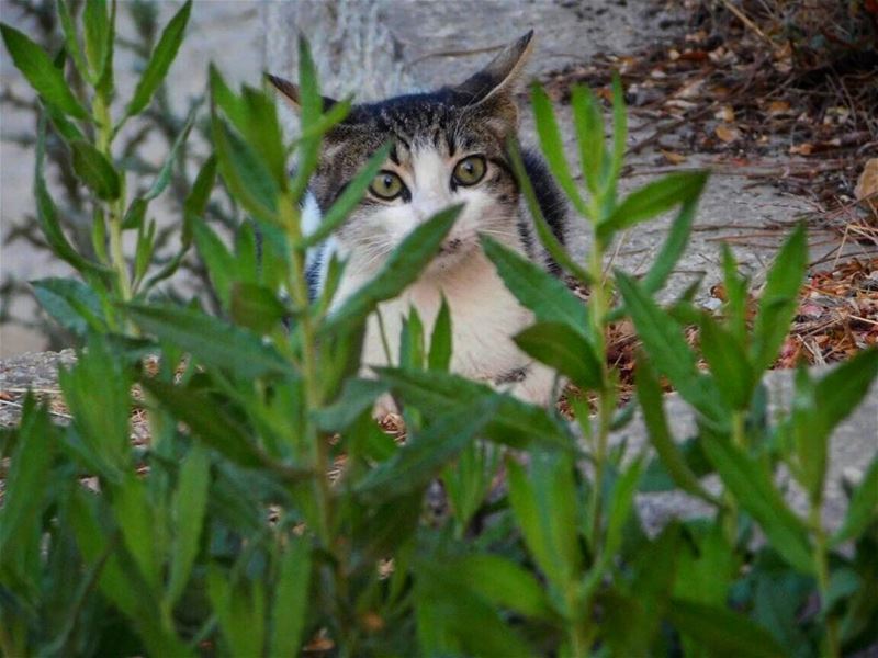  Picoftheday world lebanon mountain beirut surprised cat animal pet green...