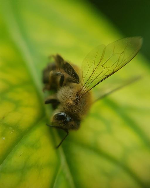  picoftheday world lebanon nature natureaddict photography bee micro...