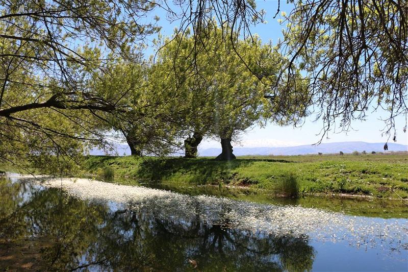 Picture [ Part2 ]: ...الى ammiqreserve  wonderland  paradise  heaven ... (`Ammiq, Béqaa, Lebanon)