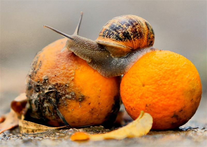 Picture taken by reuters in jizzeen(south)🐌 🇱🇧  lebanon  lebanese ...