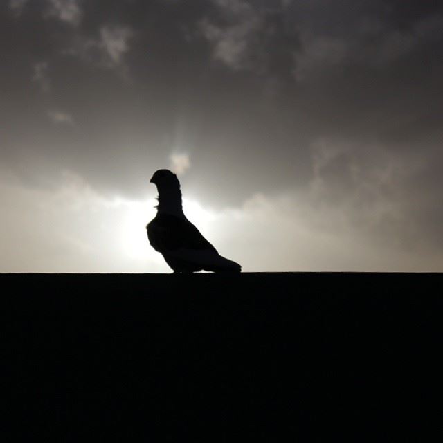  pigeon  bird  sun  clouds  sky  southlebanon  lebanon  lebanese  colorful...