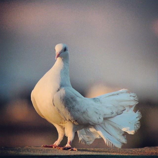  pigeon  bird  white  peace  awesome  blur  background  king  lebanon ...